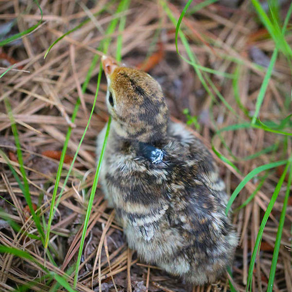 Image from behind of a baby turkey with a transmitter.