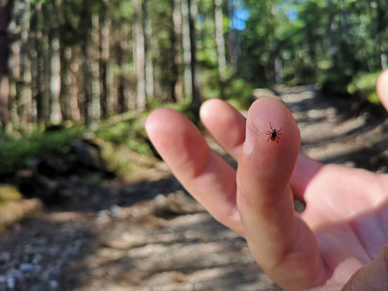 Tick on a hand in the forest