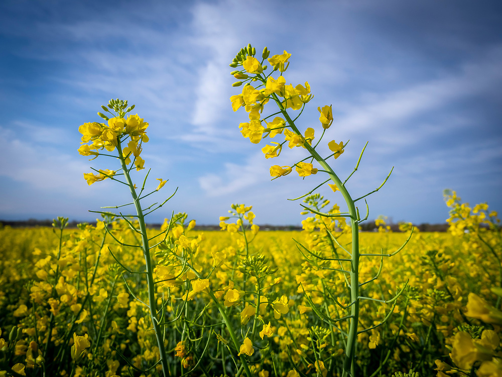 Two yellow flowers in a field under a bright sky.