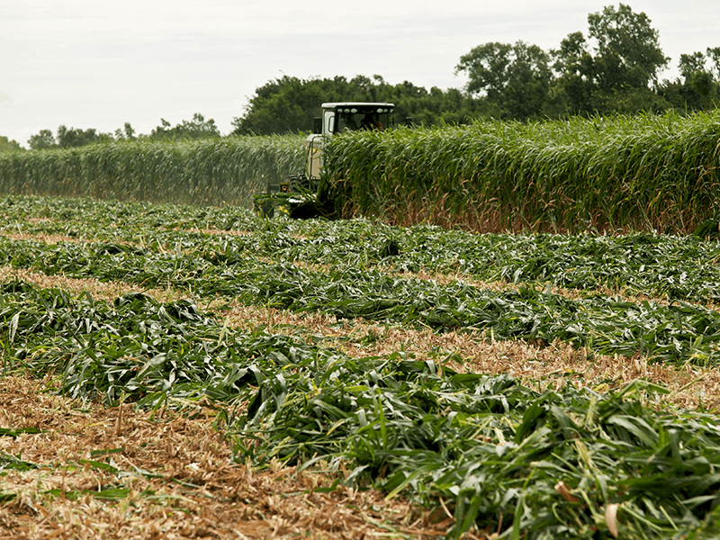 Harvester in sorghum field.
