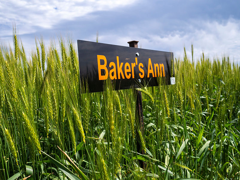 A sign which says Baker's Ann sitting in a field of Bakers Ann wheat.