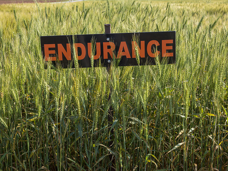 A field of wheat with a sign which says "Endurance"