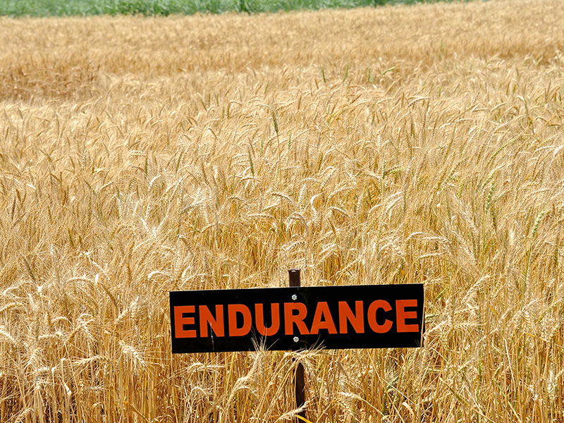 A wheat field with a sign which says "Endurance"