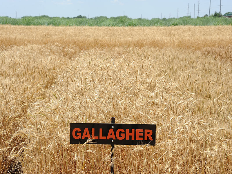 A sign which says "Gallagher" sitting in a field of wheat.