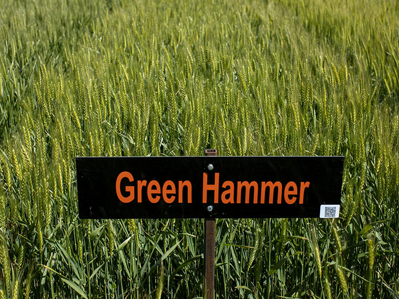 A black and orange sign which says "Green Hammer" the sign is sitting in a field of wheat.