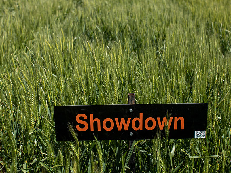 A sign which says "Showdown" sitting in a field of wheat.