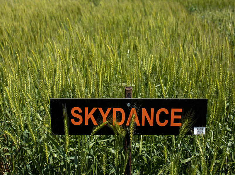A sign which says "Skydance" standing in a field of wheat.