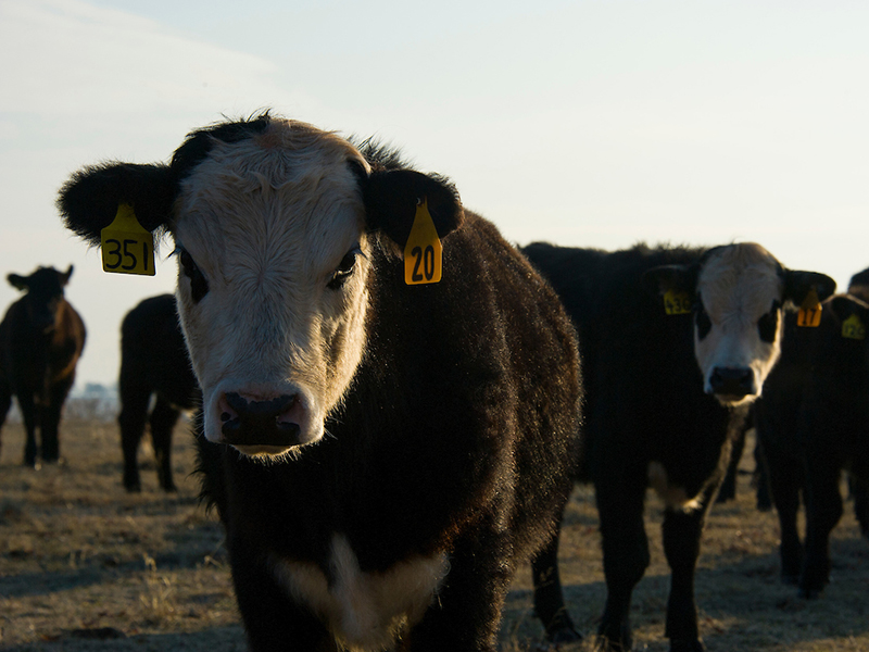 Close up of a black and white cow from the Bluestem Range