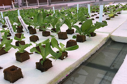 Deep water culture plant's roots are suspended in an oxygenated nutrient solution at the Greenhouse Learning Center.