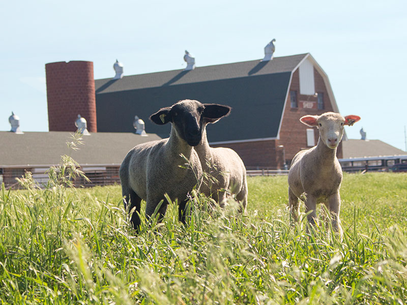 Sheep in front of the sheep and goat center