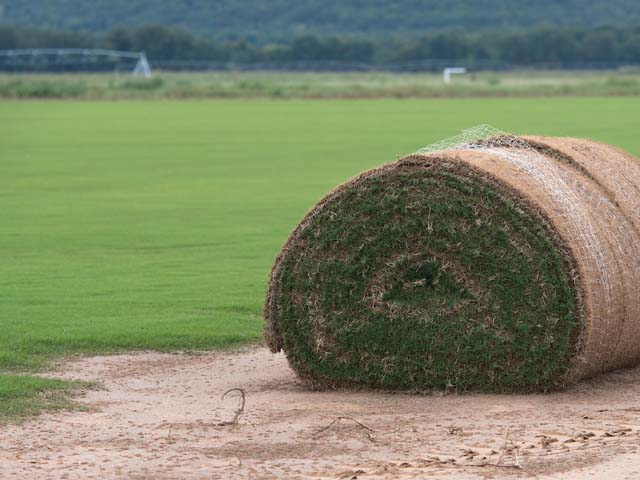 A field of grass and a roll of sod.