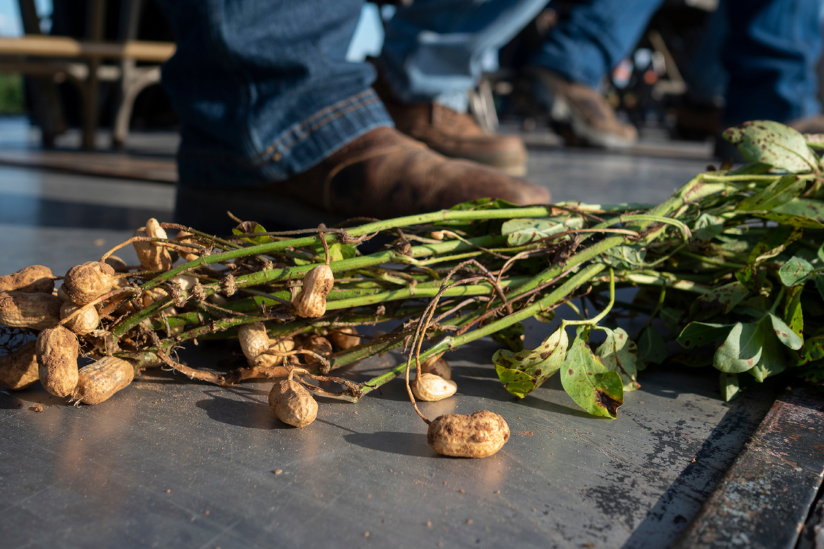 Peanuts attached to the plant.