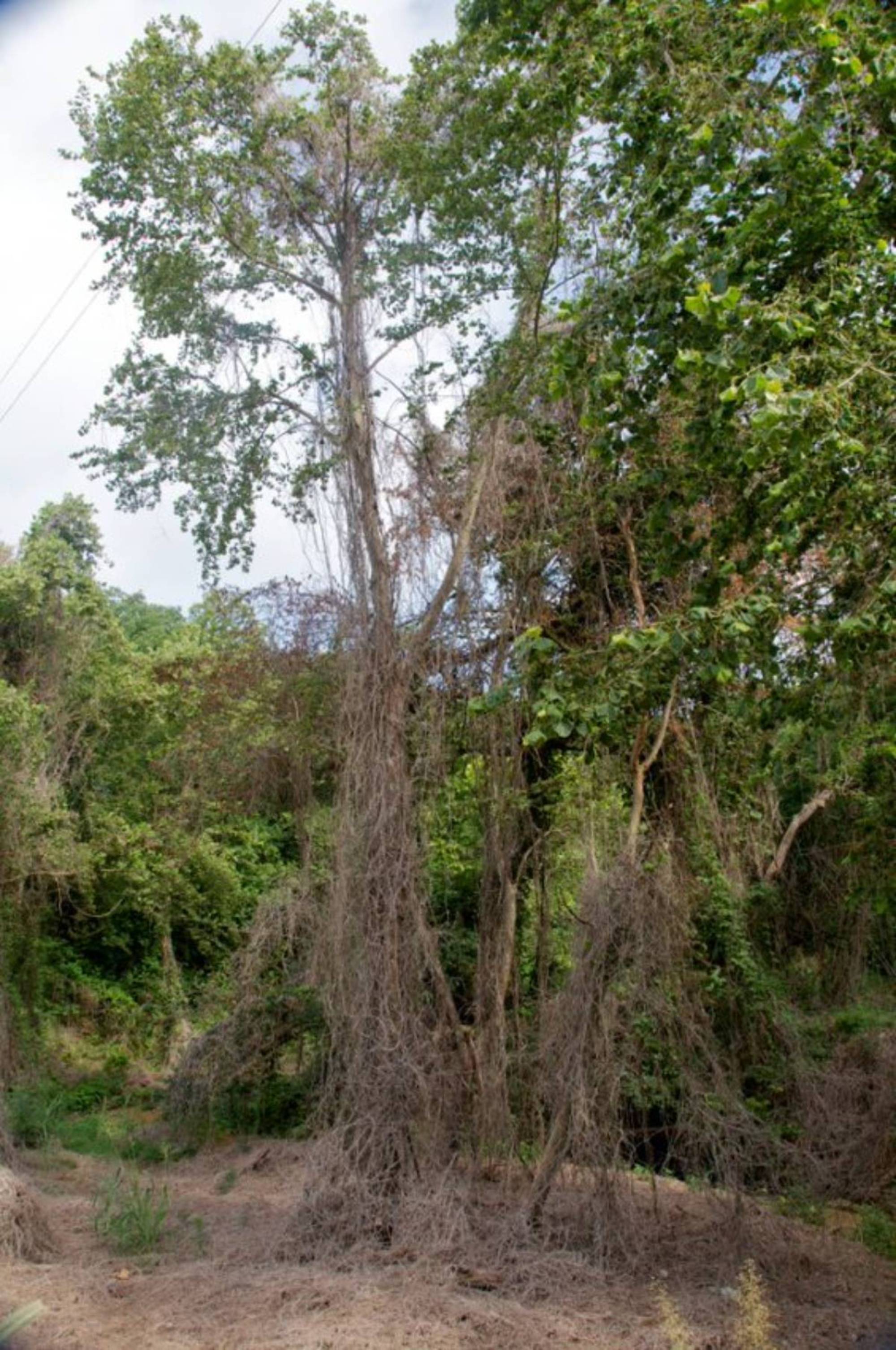 Kudzu. 