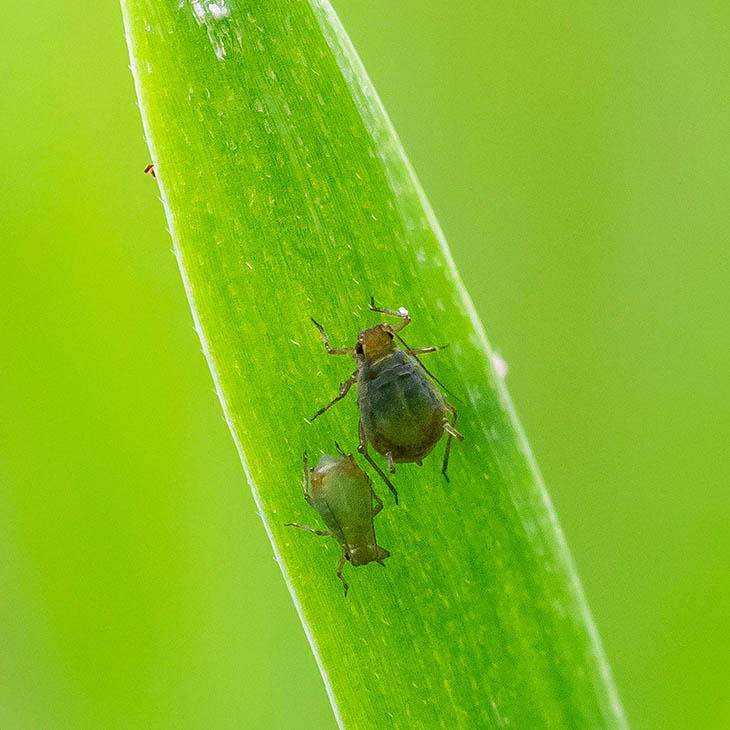 Sugar cane aphid