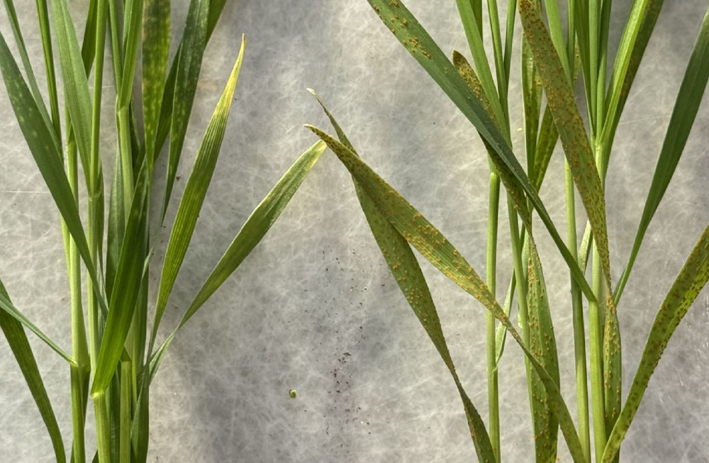 Two sets of different wheat stems with damaged leaves next to each other. The left stem set has more yellow spots on the damaged leaves and on the right stem the leaves have more orange bumps.