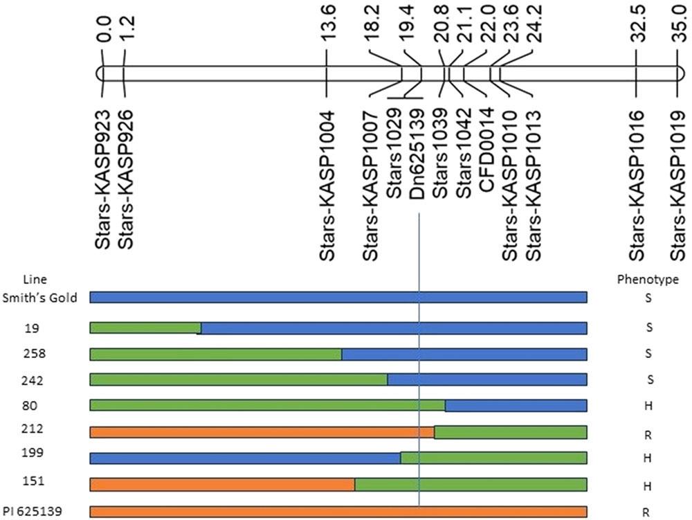 A linkage map showing the genetic analysis for Smith's Gold and PI 625139.