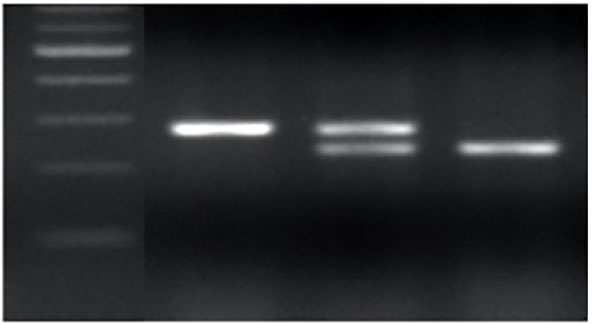 TaMYB-D7b-ED1 PCR genotype.
