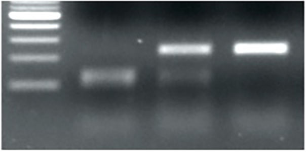 TaMYB-B7-ED2 PCR Genotype.