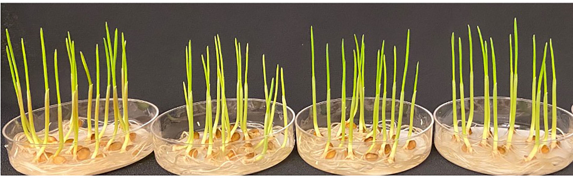 WT, a2a2b2b2d1d1, a1a1b2b2DD and a2a2BBd1d1 seedlings in petri dishes.