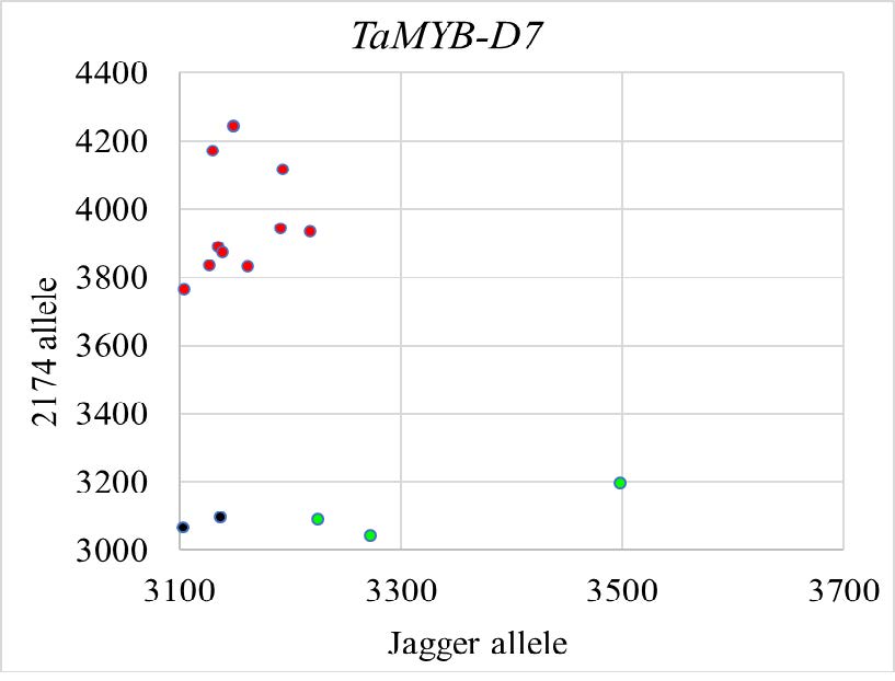 A scatter plot showing data for TaMYB-D7 comparing 2174 allele and Jagger allele.