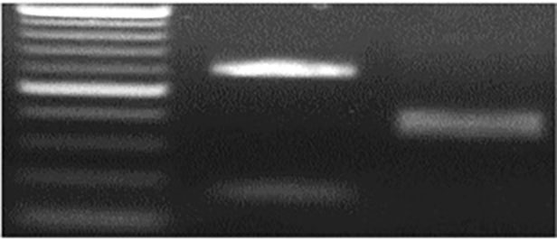 Data for M Jagger 2174, TaE3V-B1a and TaE3V-B1b sequencing.