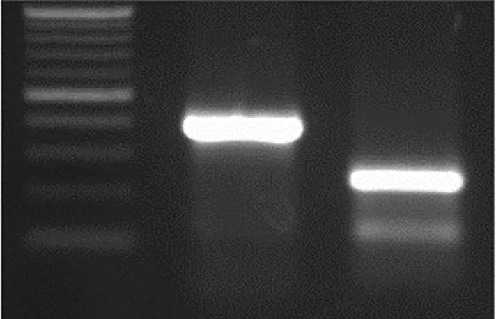 M 159 bp In WT sequence.