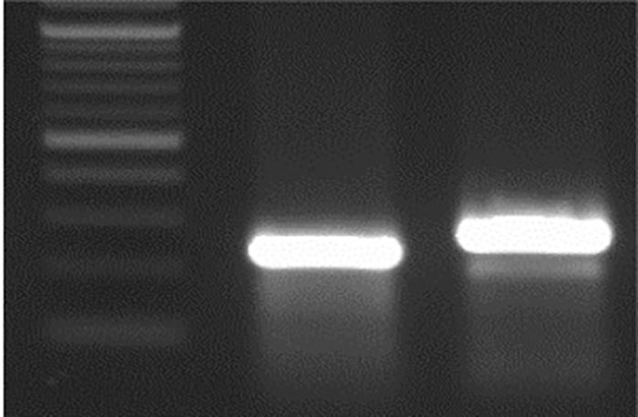 M 32 bp Del WT sequence.