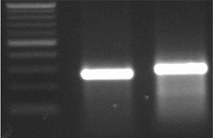 M 21 bp Del WT sequence.