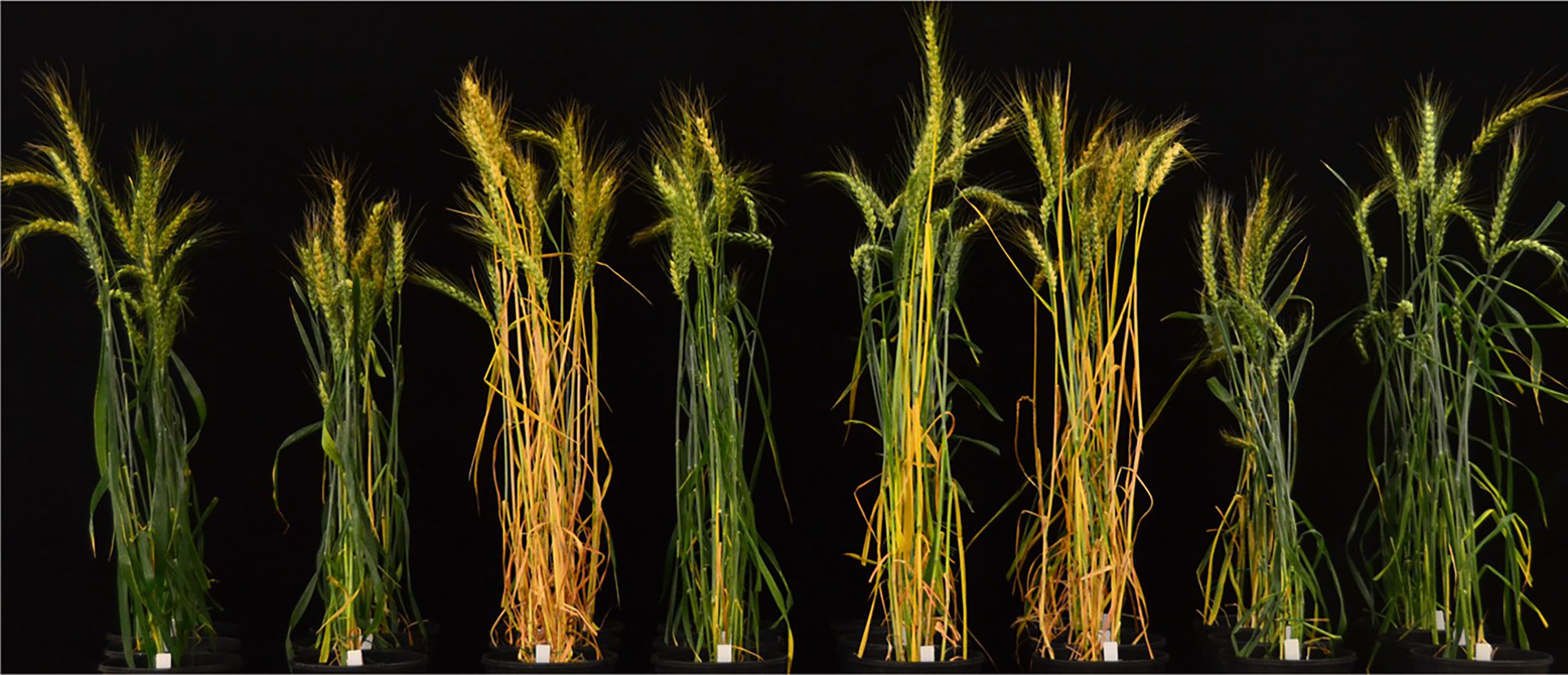 Eight phenotypic differences among wild-type Bobwhite.