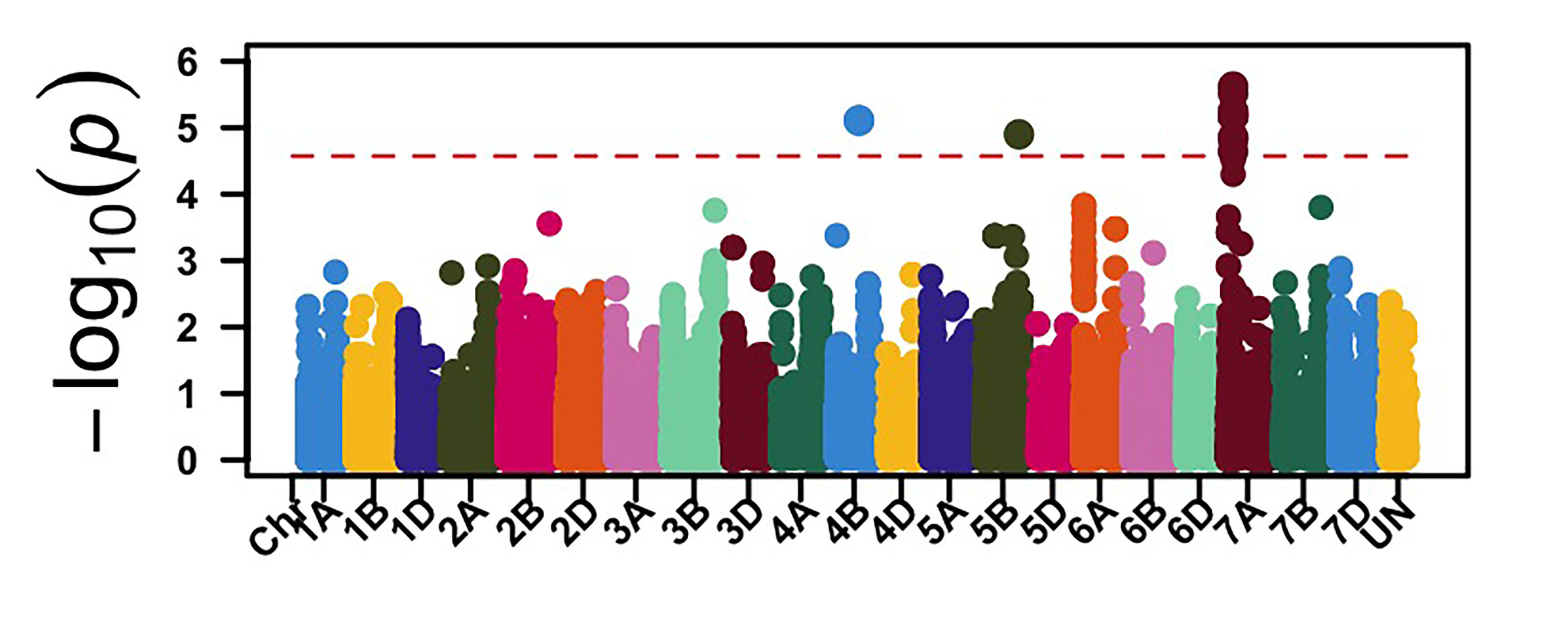Genome-wide association mapping identified genomic regions associated with leaf rust response at the seedling stage against race and the adult plant stage in the Stillwater field in 2024.