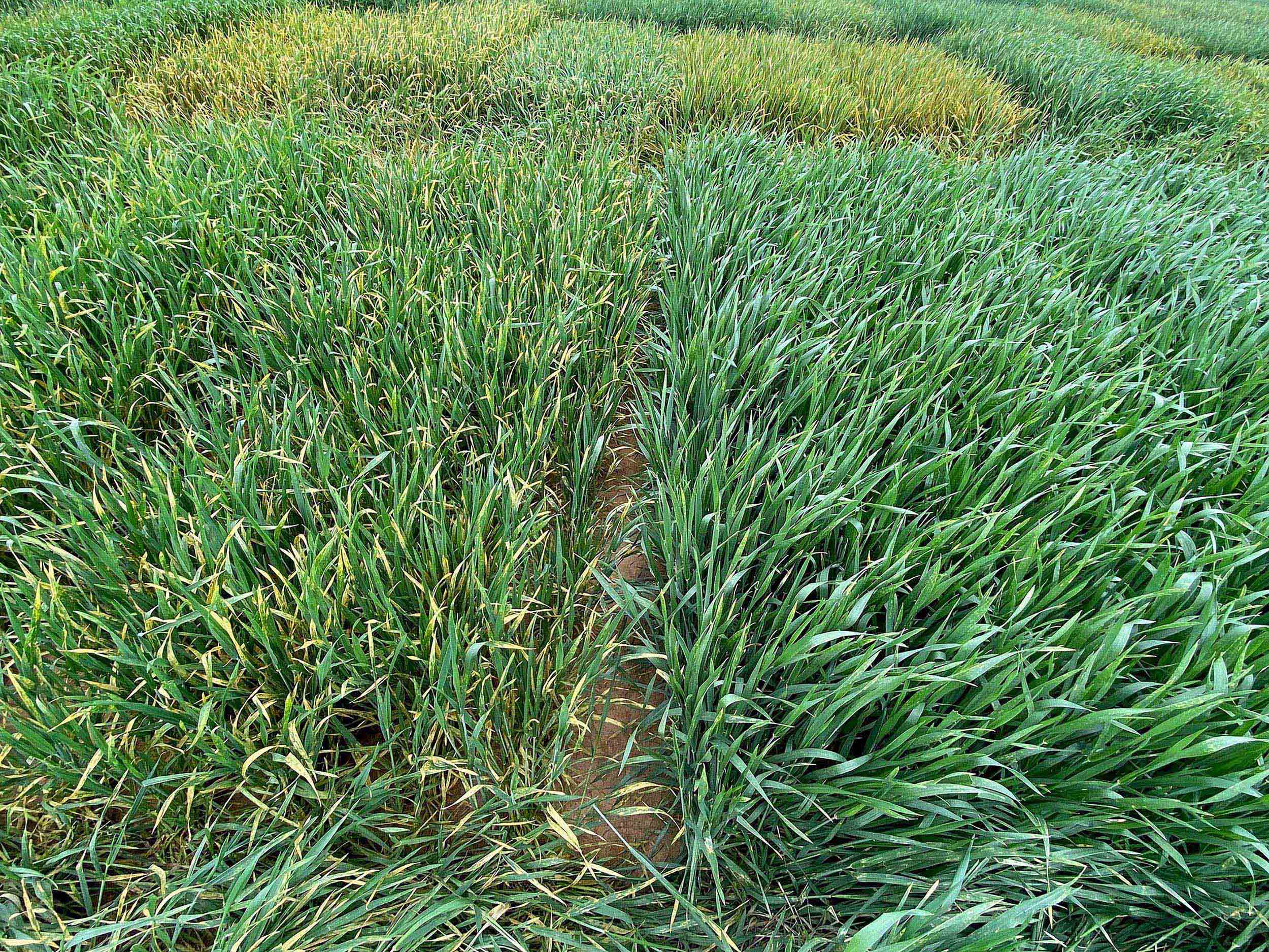 A field of green grass.