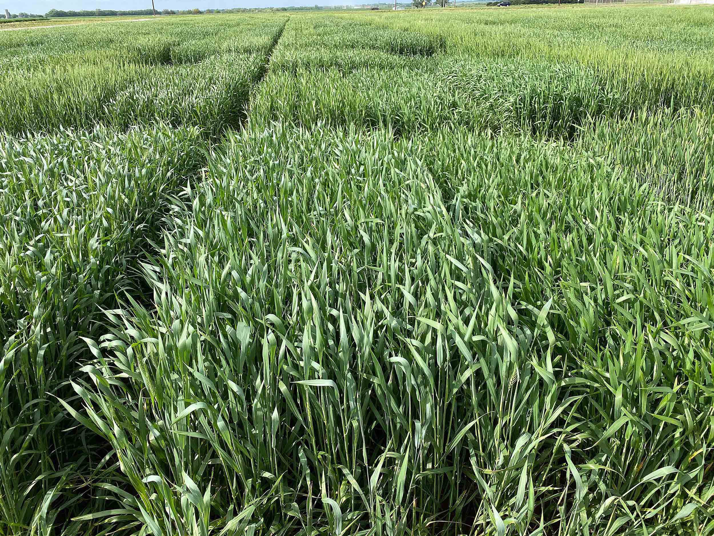 A field of green grass.