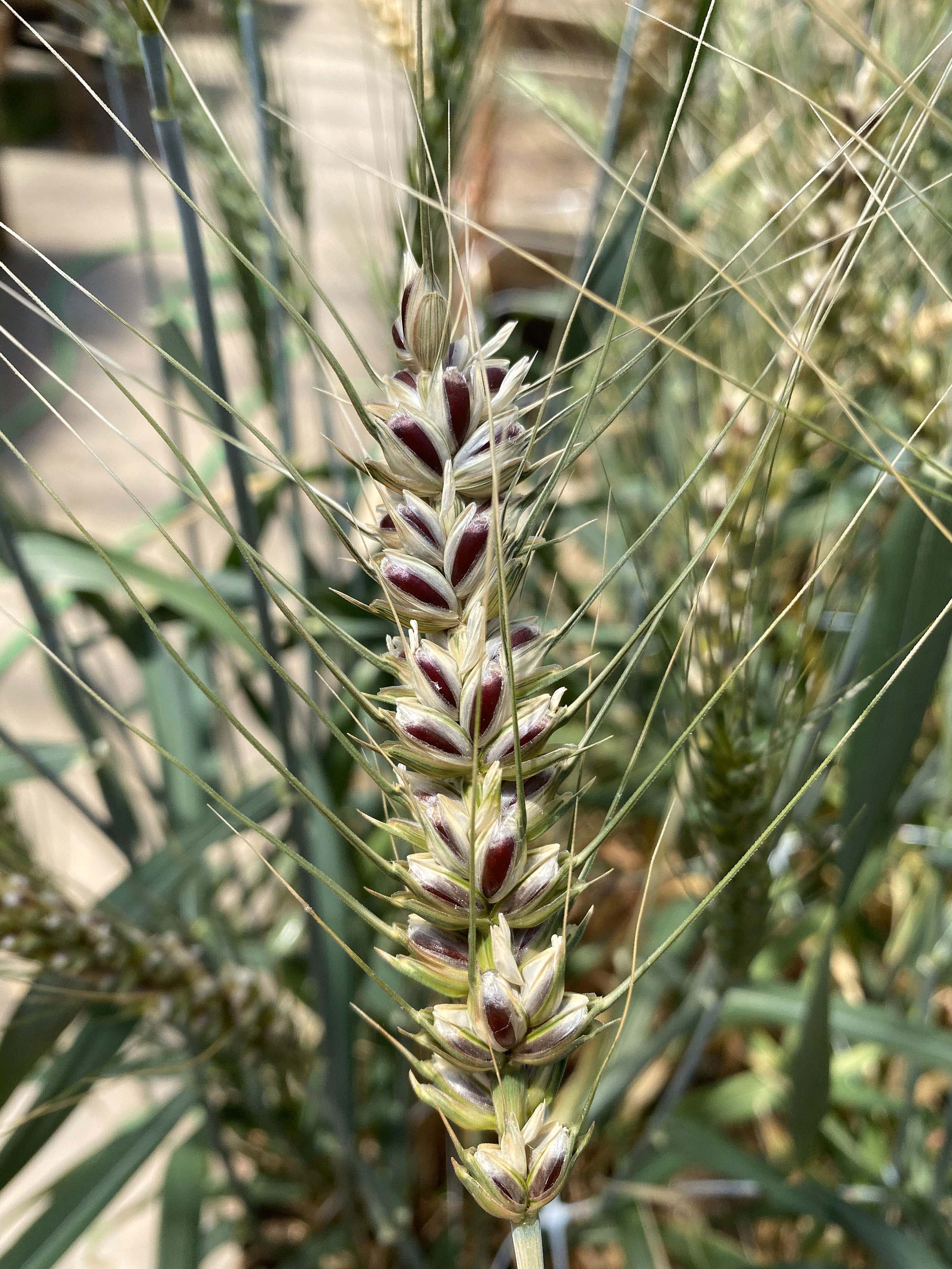A mature spike of wheat.