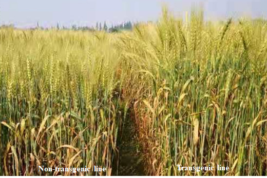 A wheat field comparison of non-transgenic line and transgenic line.