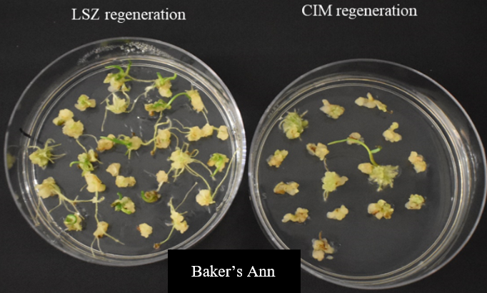 A comparison of two samples in a petri dish of LSZ regeneration and CIM regeneration for Baker's Ann.
