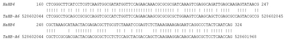 The comparison of the DNA and protein for HaHB4 cDNA and TaHB-A6 exon 1 sequences.