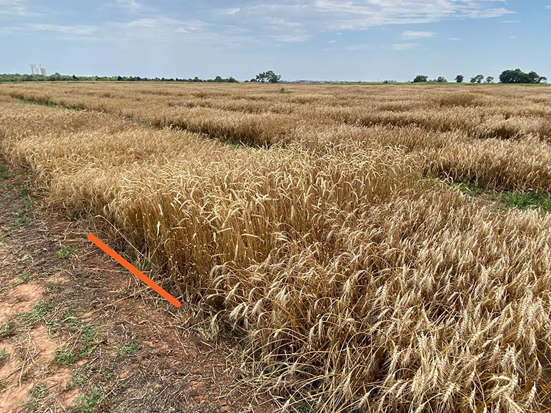 A horizontal orange line marking the OK21PS821 wheat in the field.