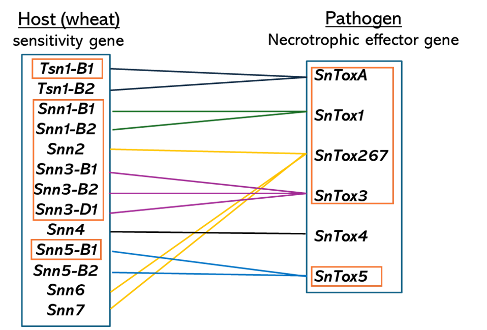 A host and pathogen chart.