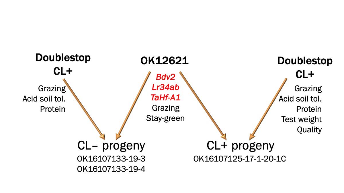 Crossing scheme used to produce progenies from Doublestop CL+, either with (CL+) or without (CL-) imazamox herbicide tolerance