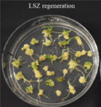 LSZ regeneration for Baker's Ann.