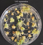 LSZ regeneration for Big Country.