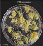 CIM regeneration for Big Country.