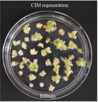 CIM regeneration for Billings.