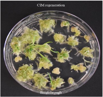 CIM regeneration for Breakthrough.