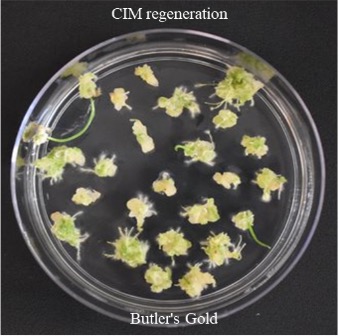 CIM regeneration for Butlers Gold.