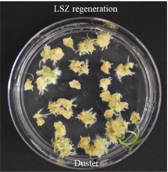LSZ regeneration for Duster.