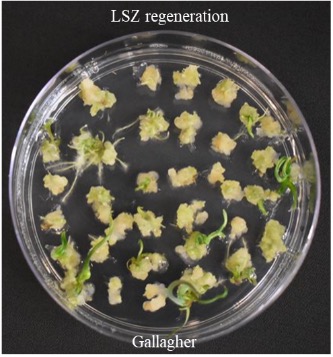 LSZ regeneration for Gallagher.