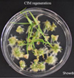 CIM regeneration for Showdown.