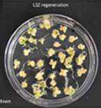 LSZ regeneration for Showdown.