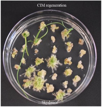 CIM regeneration for Skydance.